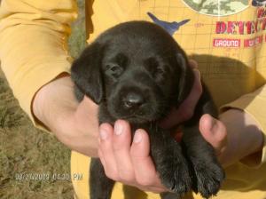 AKCBlackLabPuppy